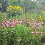 Native Prairie Plant