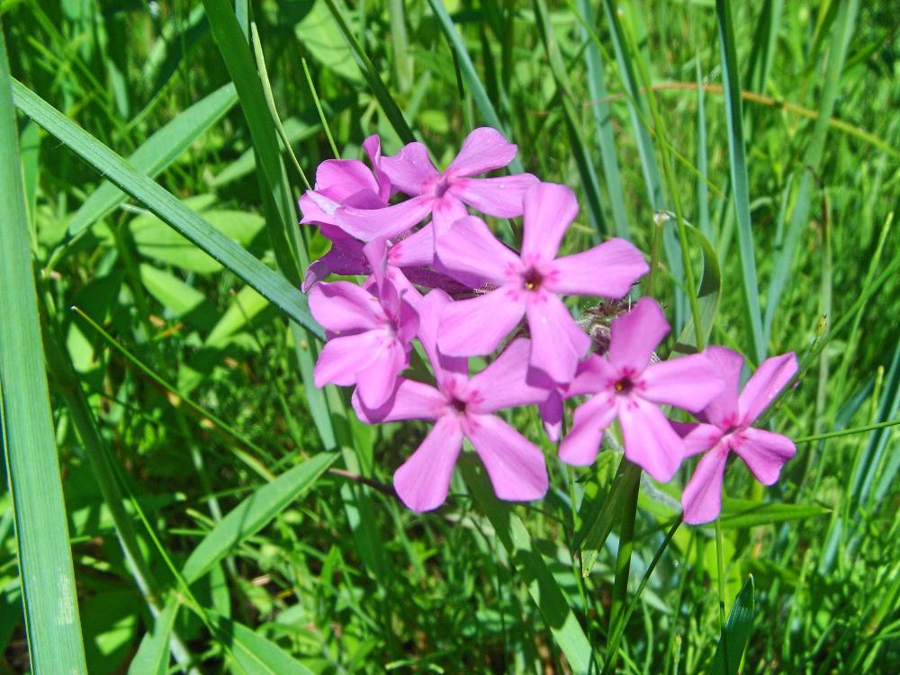 Prairie Plants - Wild Ones Gibson Woods Chapter
